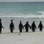 Penguin day at the beach